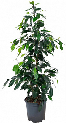 Растение Фикус Benjamina 21x100 см
