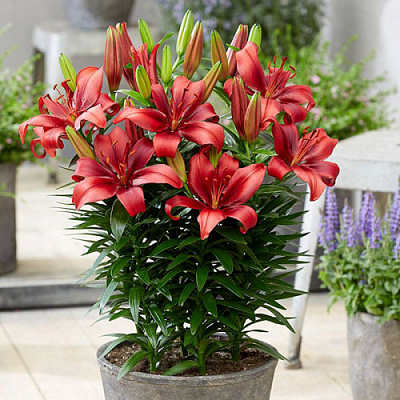 Луковица Яскрава Лилия низкорослая Salinero 