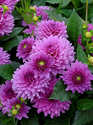 Коренебульба жоржини декоративної Клоудетт 1 шт.