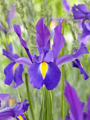 Цибулина TUBERBULB Export B.V. іриса голандського Діскавері Пьорпл 5 шт.