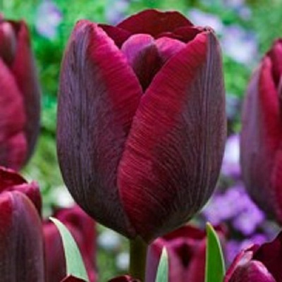 Луковица Тюльпан Триумф Роналдо 5 шт. 