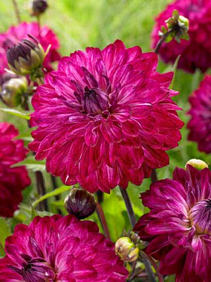 Корнеклубень георгины декоративной Мерлот Меджик 1 шт. 