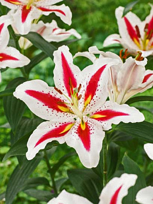 Луковица лилии восточной Биг Смайл 1 шт. 