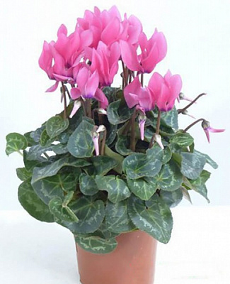 Рослина Цикламен Супер мікс (10/20)