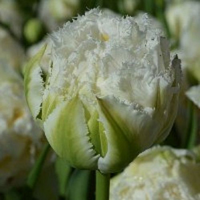 Цибулина Тюльпан Бахромчатий повний Сноу Крістал 5 шт.