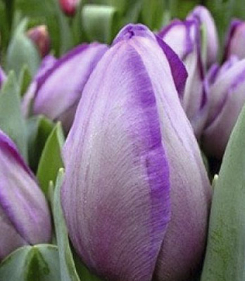 Луковица Яскрава Тюльпан триумф Jacuzzi 3 шт.