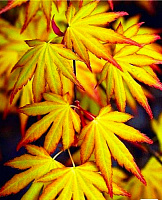 Растение Клен пальмолистый Катсура/Acer pal. Katsura С3