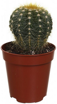 Рослина кімнатна Кактус з тримачем 5.5х8 см