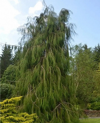 Растение Кипарисовик лавсона / Chamaecyparis lawsoniana Imbricata Pendula, С7,5