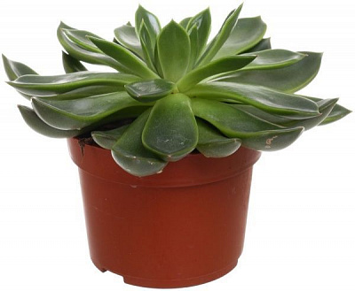 Рослина Ехеверія Eheveria mix. 10Х15 см