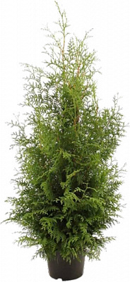 Рослина Туя західна Брабант 120-140 С20