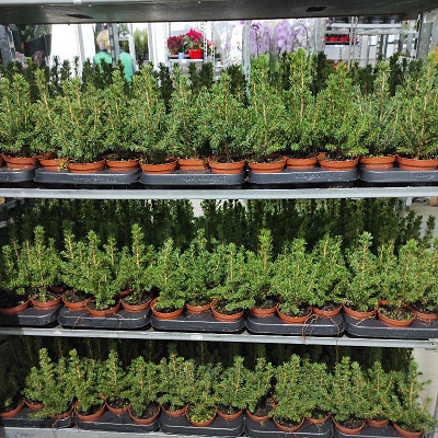 Рослина Ялина 9х35-45 см Conica