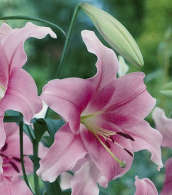 Луковица Яскрава Лилия ориентальна Peau Douce 1 шт. 