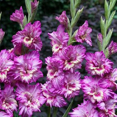 Луковица Яскрава Гладиолус гофрированный Shady Frizzle 3 шт. 