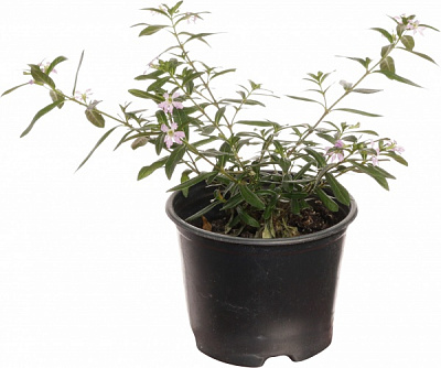 Рослина декоративна Куфея хіссопіфолія Мірто д.9