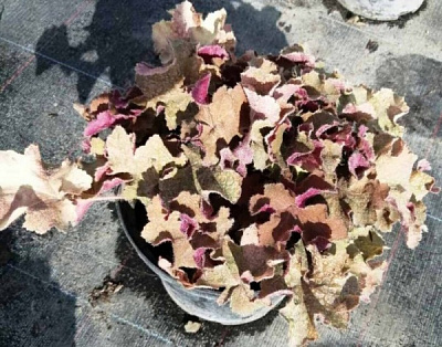 Рослина Гейхера С3