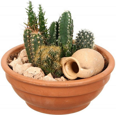 Композиция кактус микс 19х25 см