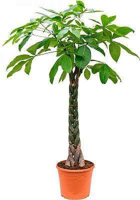 Растение Пахира Aquatica 32х190 см