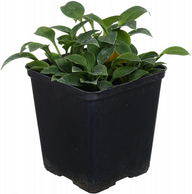 Растение хоста d9