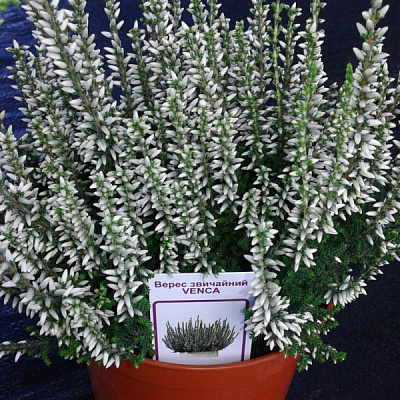 Растение Каллуна гарлен герл d9/h12