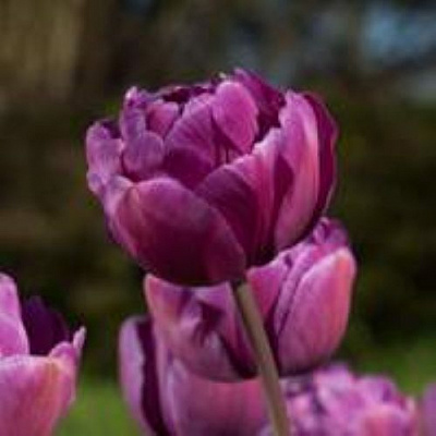 Цибулина Тюльпан повний пізній Блу Діамонд 5 шт.