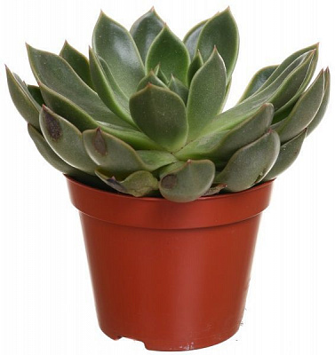 Рослина Сукулент мікс 8/10