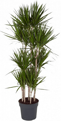 Рослина кімнатна Драцена карусель 3pp d21/h100