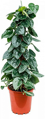 Рослина Сциндапсус d15/h30