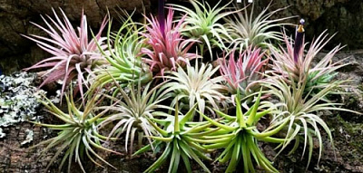 Рослина Тіландсія мікс d6/h15