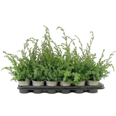 Рослина Ялівець 09х15 chinensis Blue Alps