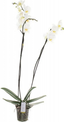  Фаленопсис 100/15 (2 ветви)