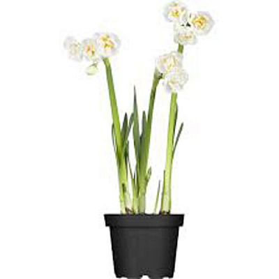 Растение Нарцисс bridal crown d12 h15