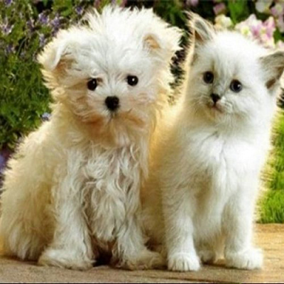 Набор для творчества со стразами на подрамнике Белые и пушистые 30x30 см Діамантові ручки 