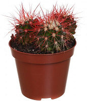 Растение комнатное Кактус эхиногрузон 10.5х15 см