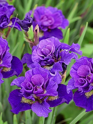 Корневище ириса Конкорд Краш 1 шт. 