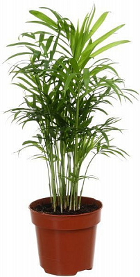 Рослина Хамедорея 12х50 см