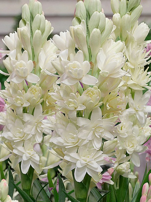 Клубнелуковица полиантеса Зе Перл 1 шт. 