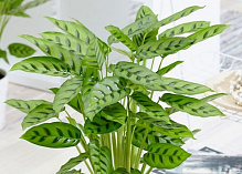 Растение Калатея д12 в30