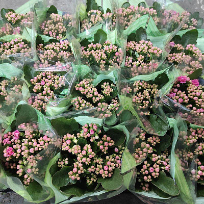 Рослина Каланхоє каландіва 12х25 рожеве