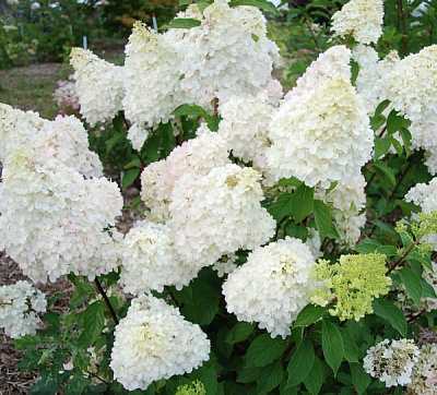 Рослина Гортензія мітельчата Діамантіно С 2-3