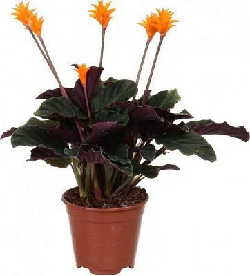 Рослина Калатея Кроката 14х45 см