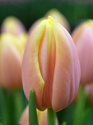 Луковица тюльпана триумф Манго Шарм 3 шт.