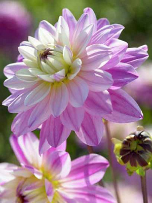 Корнеклубень георгины нимфейной Лука Джоанна 1 шт. 