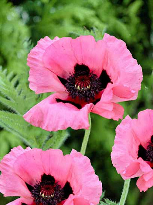 Кореневище маку Расберрі Квін 1 шт.