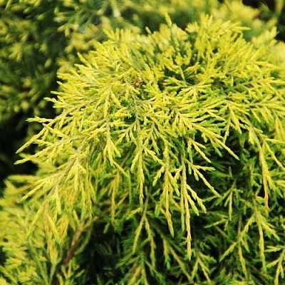 Растение Можжевельник голдсчатз d17/h25