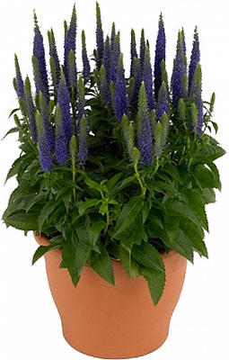 Рослина Вероніка колоскова Ulster Dwarf Blue C3