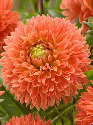 Коренебульба TUBERBULB Export B.V. жоржини фімбріати Оранж Імпакт 1 шт.