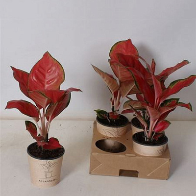 Растение Аглаонема 12х35 Red Star