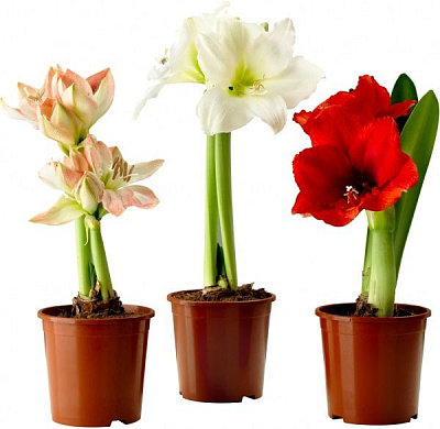 Растение комнатное Гиппеаструм микс d12 h20