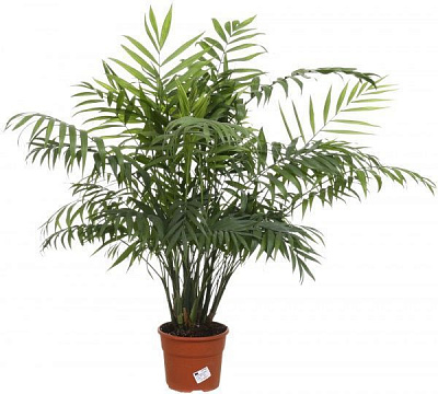 Растение комнатное Хамидорея